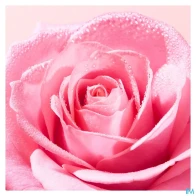 Nuxe very rose brume tonique fraiche vapo 200ml | Aesiel