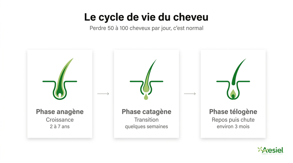 Le cycle de vie du cheveu : phase anagène (croissance, 2 à 7 ans), phase catagène (transition, quelques semaines), phase télogène (repos puis chute, environ 3 mois)
