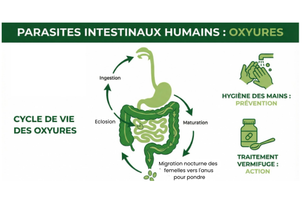 schéma duu cycle d'éclosio ndes oxyures